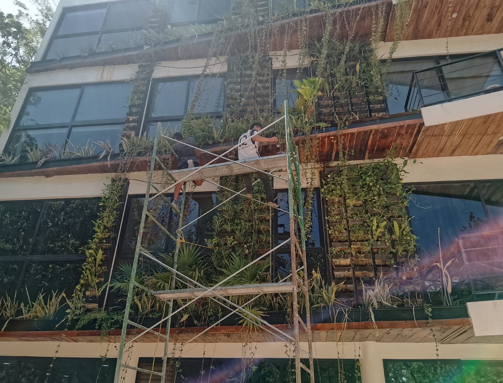 Crew on scaffolding repairing a vertical garden's irrigation